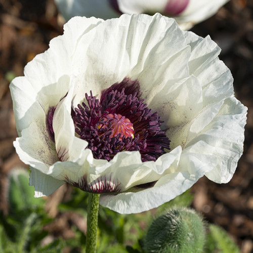 Poppy Perry Idamagun Perry's White