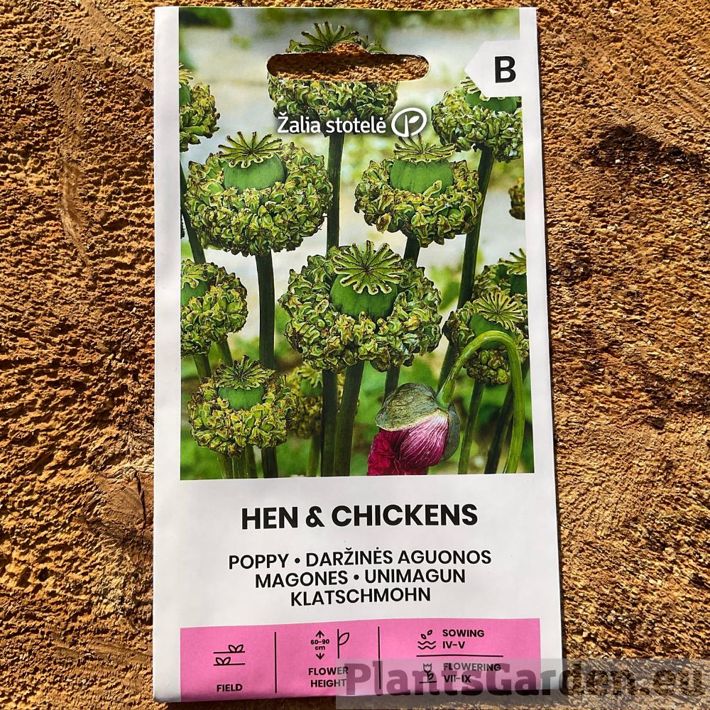 Osta Moon Hen & Chickens online | PlantsGarden.eu